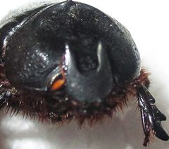 Temnorhynchus