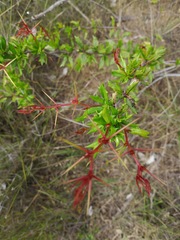 Berberis chilensis