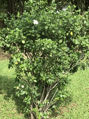 Gardenia jasminoides