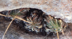 Haworthia outeniquensis