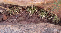Haworthia outeniquensis