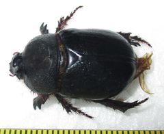 Temnorhynchus