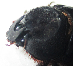 Temnorhynchus