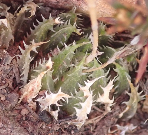Image of Haworthia outeniquensis by (c) Nicola van Berkel, some rights reserved (CC BY-SA)