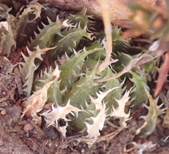 Haworthia outeniquensis