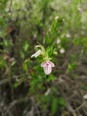 Teucrium bicolor