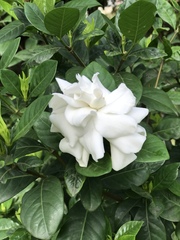 Gardenia jasminoides