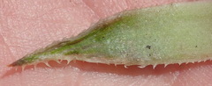 Haworthia outeniquensis