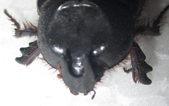 Temnorhynchus
