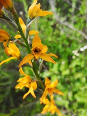 Chloraea chrysantha
