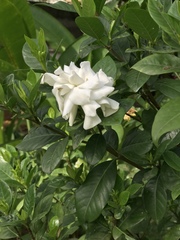 Gardenia jasminoides