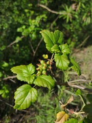 Ribes punctatum