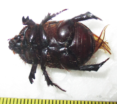 Temnorhynchus