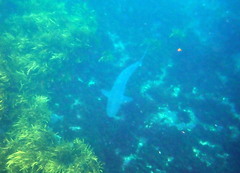 Carcharhinus obscurus