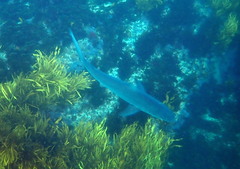 Carcharhinus obscurus