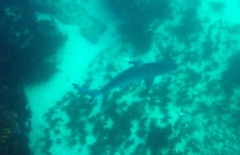 Carcharhinus obscurus