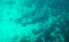 Carcharhinus obscurus