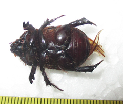 Temnorhynchus