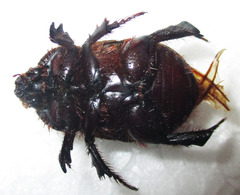 Temnorhynchus