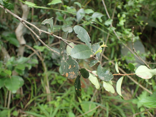 False Forest Spike-Thorn (Putterlickia verrucosa)