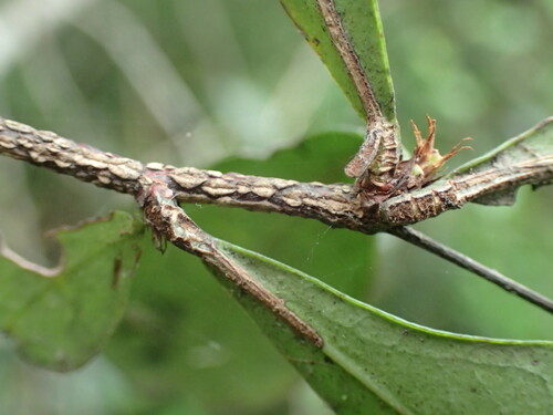 Image of Putterlickia verrucosa by (c) Mahomed Desai, some rights reserved (CC BY)