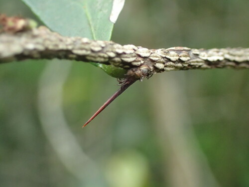 Image of Putterlickia verrucosa by (c) Mahomed Desai, some rights reserved (CC BY)