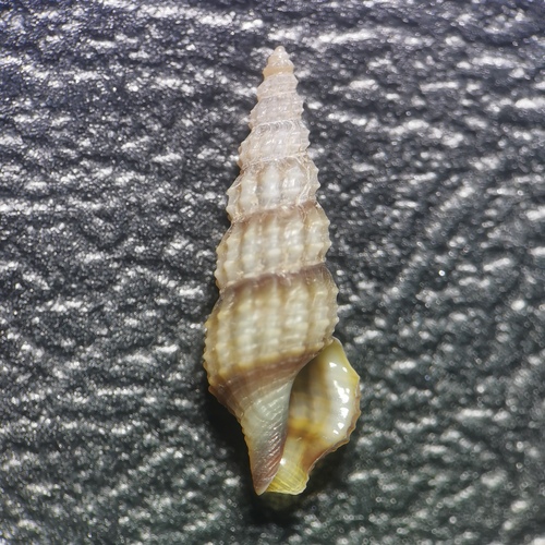 Etrema subauriformis