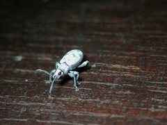 Myllocerus undecimpustulatus