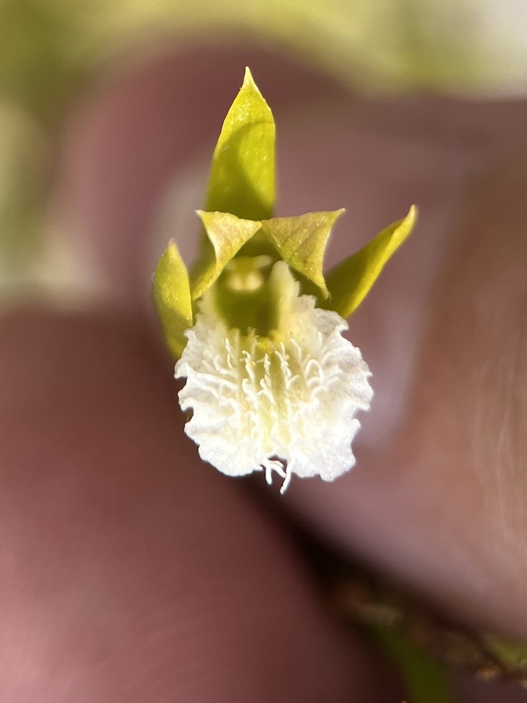 Eulophia tristis
