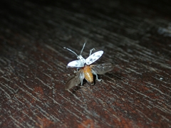 Myllocerus undecimpustulatus