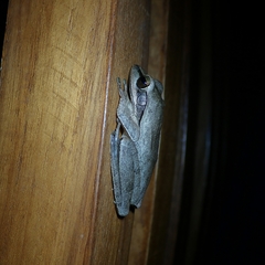 Polypedates cruciger