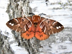 Endromis versicolora