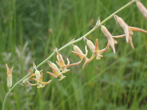 Dipcadi marlothii