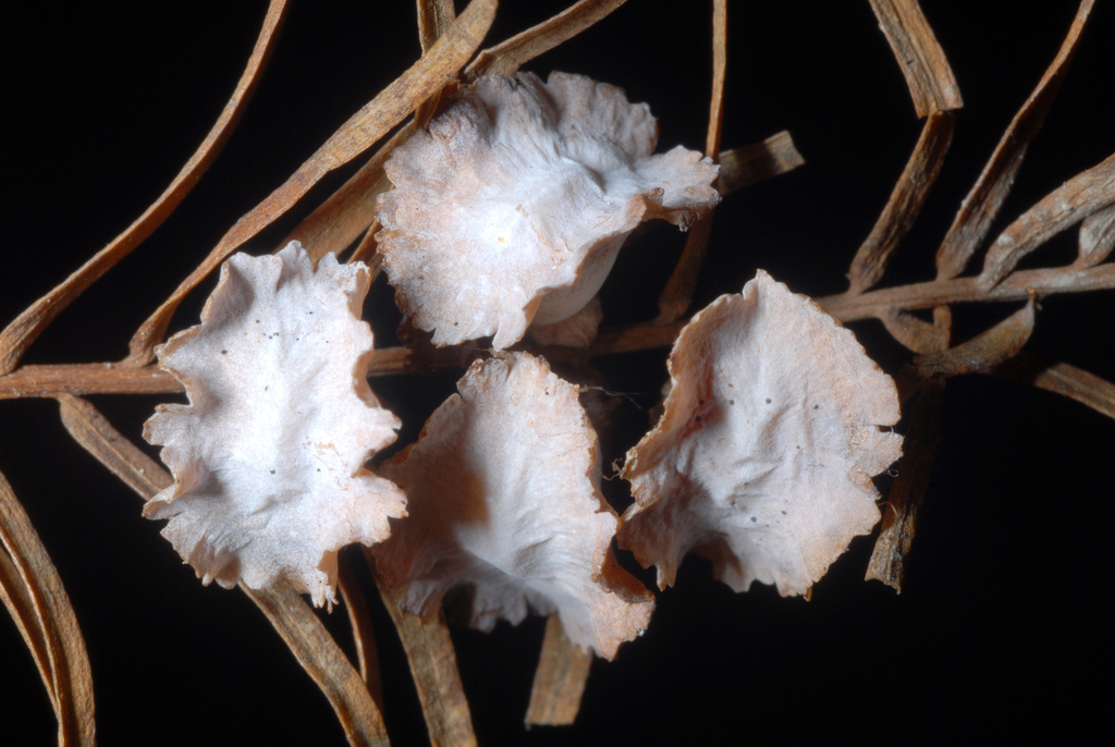 Cypress Flower Gall Midge