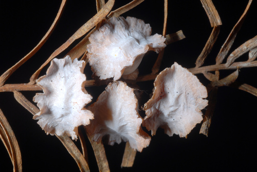 Cypress Flower Gall Midge