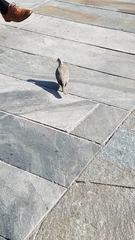 Streptopelia decaocto