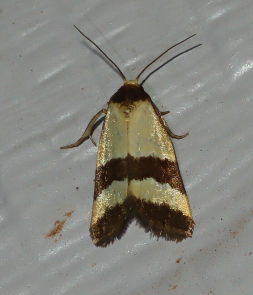 Micrapatetis icela