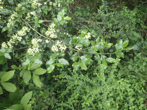 Image of Psydrax locuples by (c) Mahomed Desai, some rights reserved (CC BY)