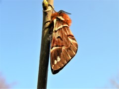 Endromis versicolora