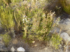 Erica verecunda