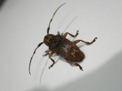 Pterolophia tuberculatrix