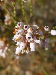 Erica verecunda