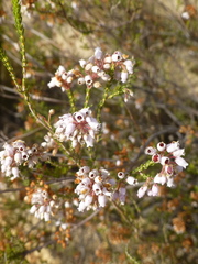 Erica verecunda
