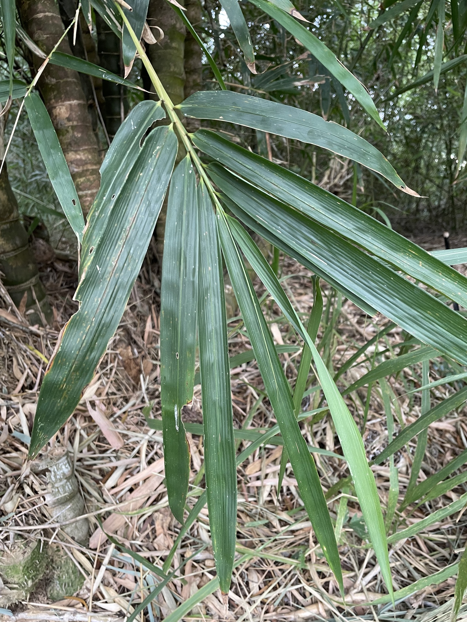 Imagem de Bambu-barriga-de-buda