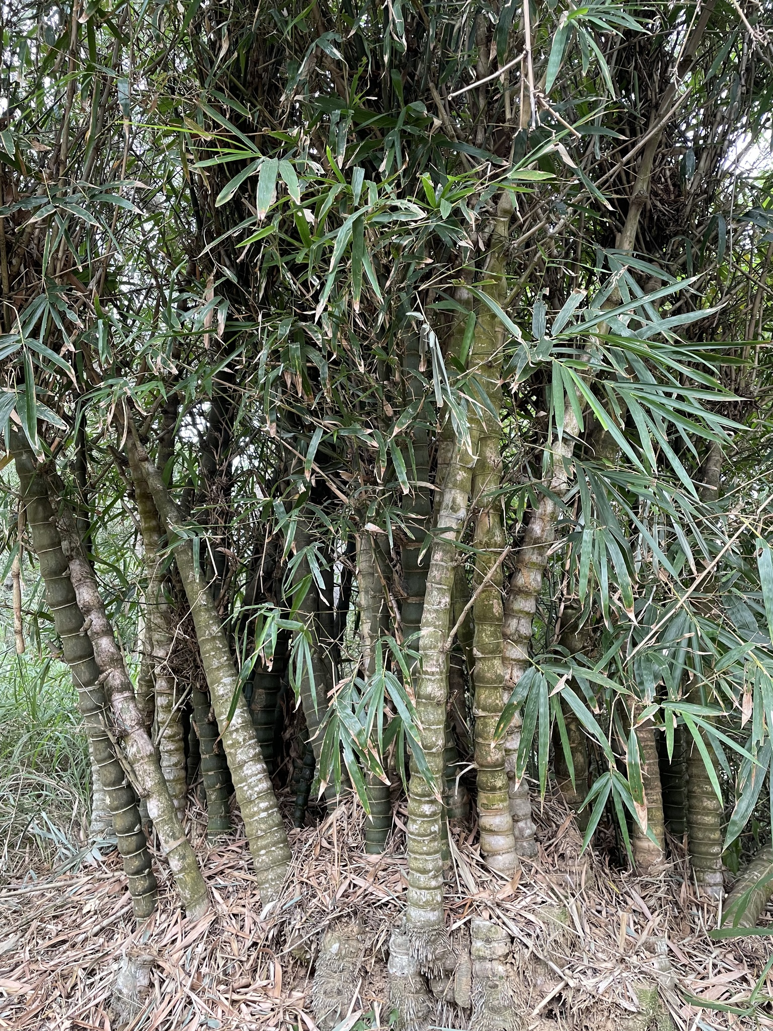Imagem de Bambu-barriga-de-buda