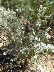 Buddleja glomerata