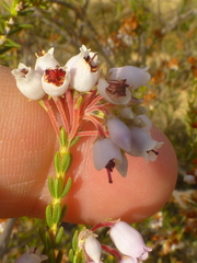 Erica verecunda