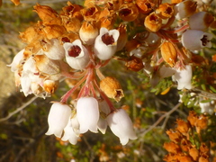 Erica verecunda