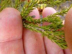 Erica verecunda