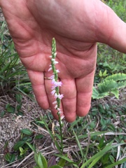 Spiranthes sinensis
